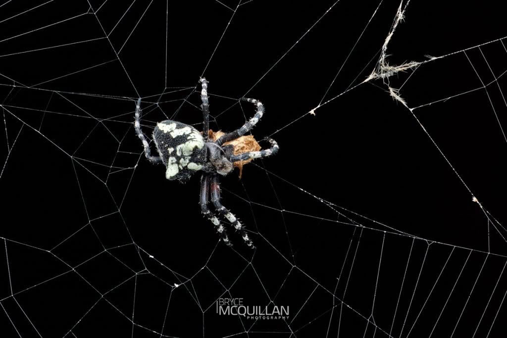 Courtaraneus orientalis, Araneidae, photographed in New Zealand by Bryce McQuillan