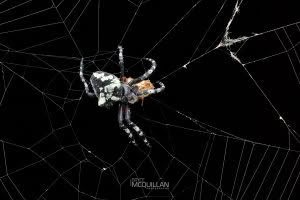 Courtaraneus orientalis, photographed in New Zealand by Bryce McQuillan