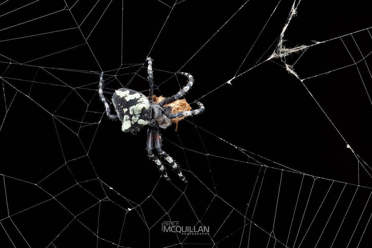 Courtaraneus orientalis, photographed in New Zealand by Bryce McQuillan