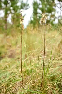 Gastrodia cooperae, Orchidaceae photographed by Bryce McQuillan