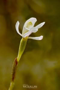 Odd Leaved Orchid (Aporostylis bifolia), Orchidaceae photographed by Bryce McQuillan