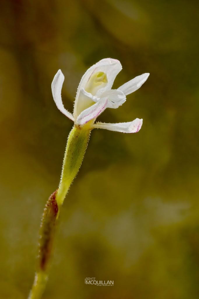 Odd Leaved Orchid (Aporostylis bifolia), Orchidaceae, photographed in New Zealand by Bryce McQuillan