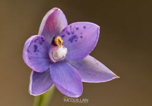Spotted Sun Orchid (Thelymitra nervosa), Orchidaceae photographed by Bryce McQuillan