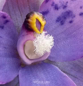Spotted Sun Orchid (Thelymitra nervosa), Orchidaceae photographed by Bryce McQuillan