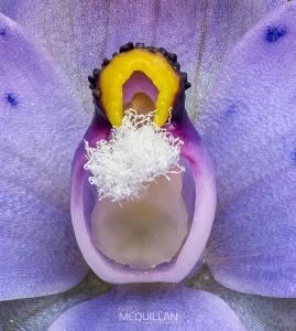 Spotted Sun Orchid (Thelymitra nervosa), Orchidaceae photographed by Bryce McQuillan
