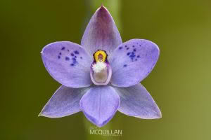 Spotted Sun Orchid (Thelymitra nervosa), Orchidaceae photographed by Bryce McQuillan