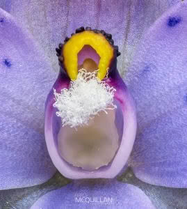 Spotted Sun Orchid (Thelymitra nervosa), Orchidaceae photographed by Bryce McQuillan