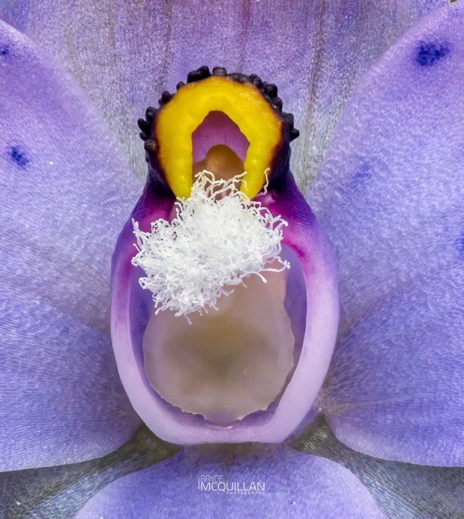 spotted sun-orchid (Thelymitra nervosa), Orchidaceae, photographed in New Zealand by Bryce McQuillan