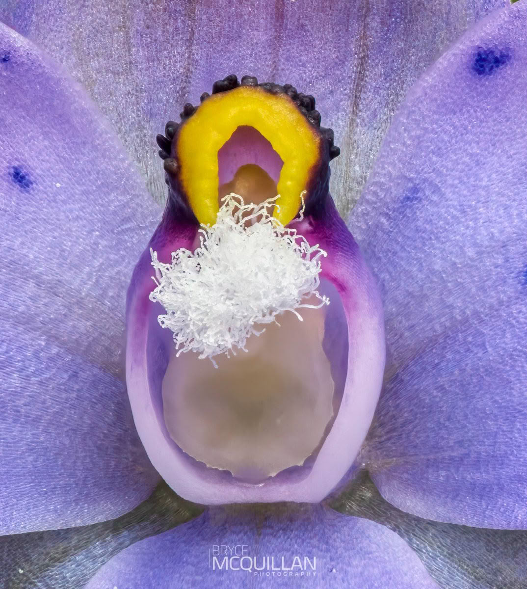 Spotted Sun Orchid (Thelymitra nervosa), Orchidaceae photographed by Bryce McQuillan