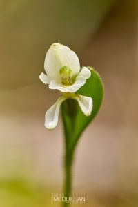 Odd Leaved Orchid (Aporostylis bifolia), Orchidaceae photographed by Bryce McQuillan