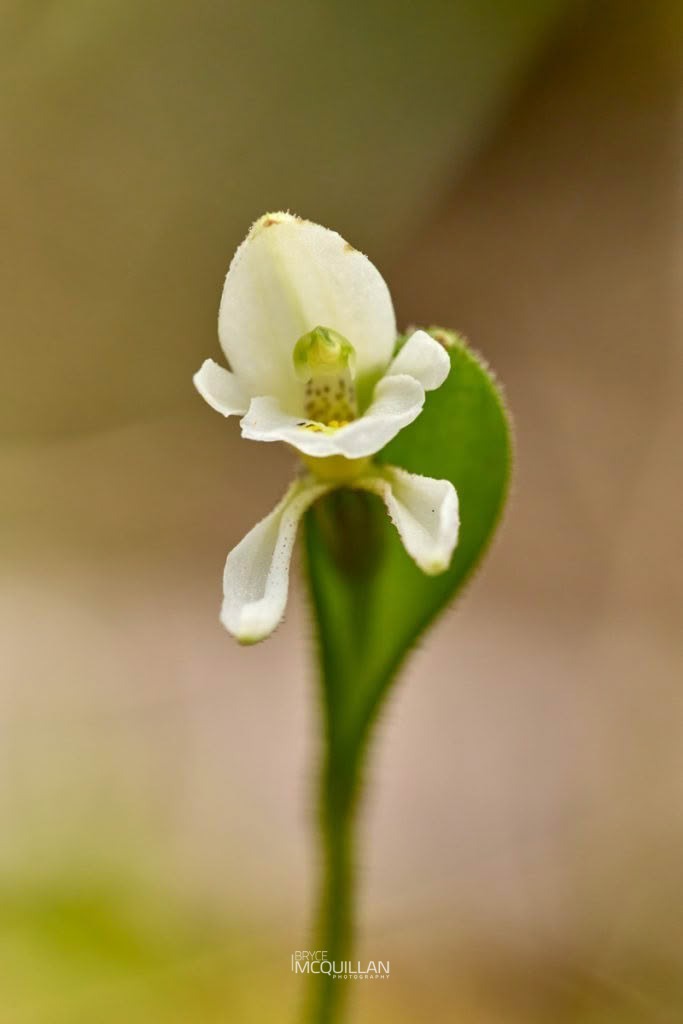 Odd Leaved Orchid (Aporostylis bifolia), Orchidaceae, photographed in New Zealand by Bryce McQuillan