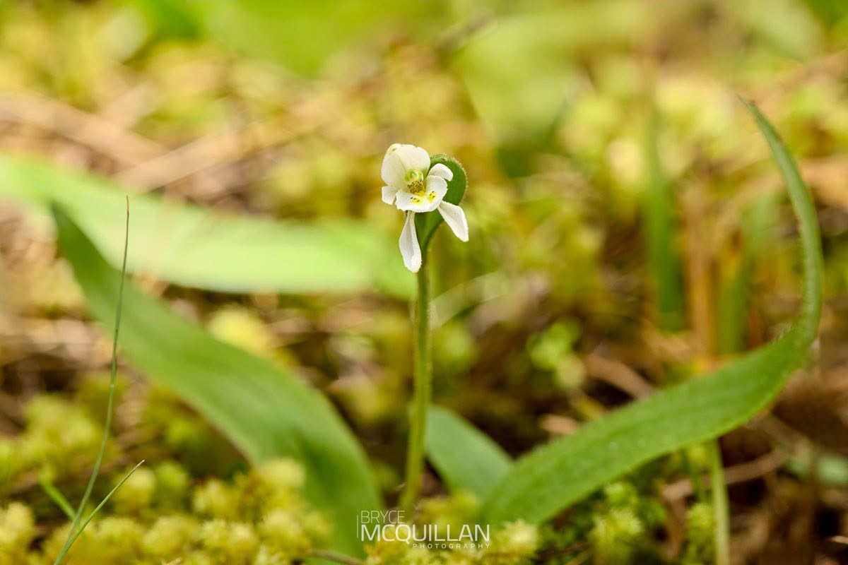 Odd Leaved Orchid (Aporostylis bifolia), Orchidaceae photographed by Bryce McQuillan