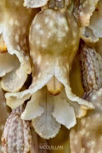 Gastrodia cooperae, Orchidaceae photographed by Bryce McQuillan