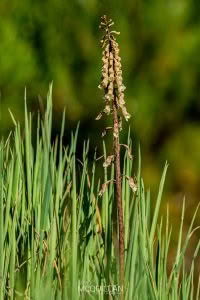 Gastrodia cooperae, Orchidaceae photographed by Bryce McQuillan