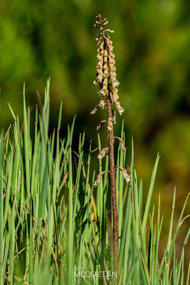 Gastrodia cooperae, Orchidaceae photographed by Bryce McQuillan
