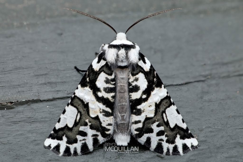 North Island Lichen Moth (Ipana atronivea), Geometridae, photographed in New Zealand by Bryce McQuillan
