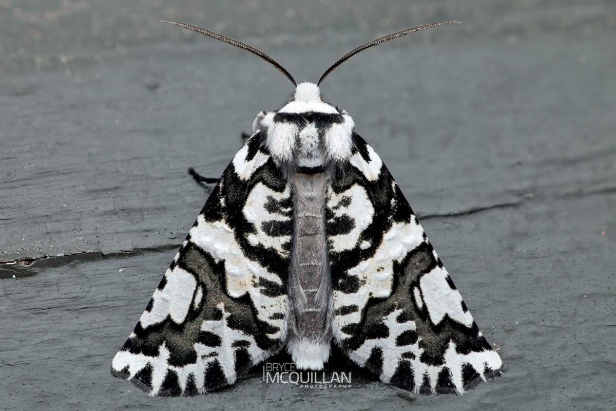 North Island Lichen Moth (Ipana atronivea), Geometridae, photographed in New Zealand by Bryce McQuillan