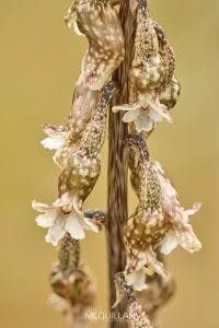 Black Orchid (Gastrodia cunninghamii), Orchidaceae photographed by Bryce McQuillan