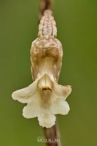 Black Orchid (Gastrodia cunninghamii), Orchidaceae photographed by Bryce McQuillan