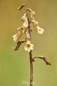 Gastrodia cooperae, Orchidaceae photographed by Bryce McQuillan