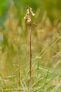 Black Orchid (Gastrodia cunninghamii), Orchidaceae photographed by Bryce McQuillan