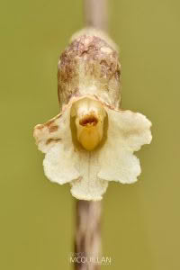 Gastrodia cooperae, Orchidaceae photographed by Bryce McQuillan