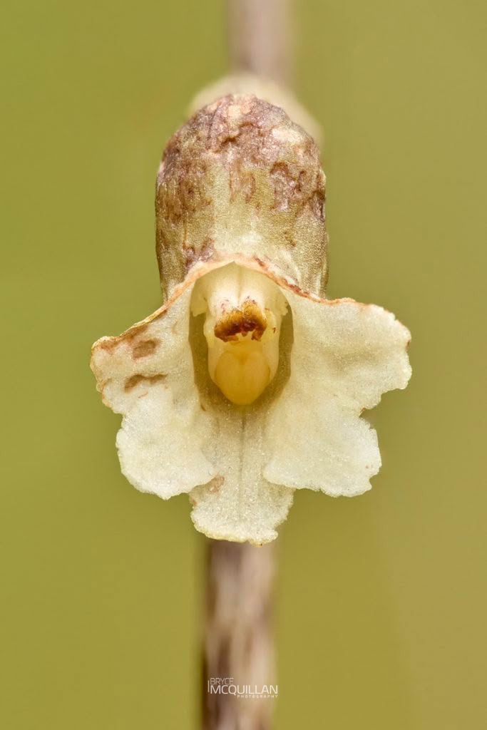Gastrodia cooperae, Orchidaceae, photographed in New Zealand by Bryce McQuillan