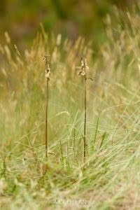 Gastrodia cooperae, Orchidaceae photographed by Bryce McQuillan