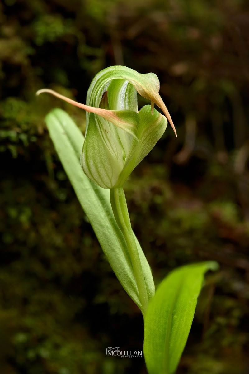 Tutukiwi (Pterostylis patens), Orchidaceae, photographed in New Zealand by Bryce McQuillan