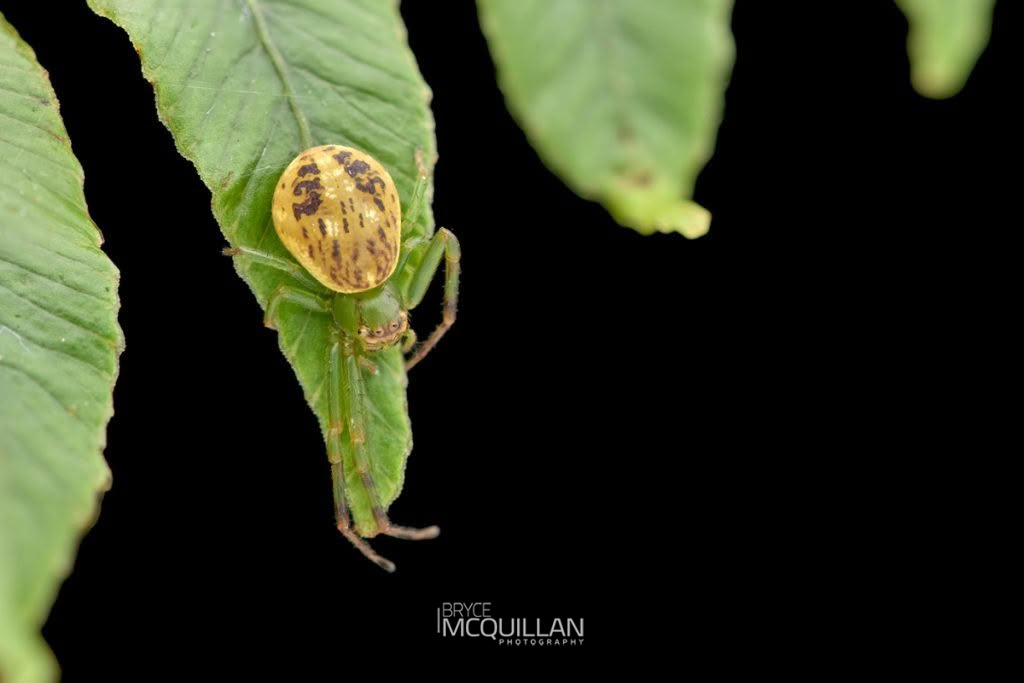 Diaea ambara, Thomisidae, photographed in New Zealand by Bryce McQuillan