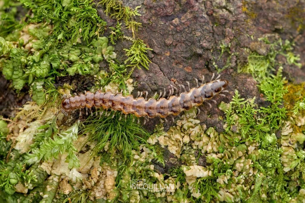 Icosidesmus spp, Dalodesmidae, photographed in New Zealand by Bryce McQuillan