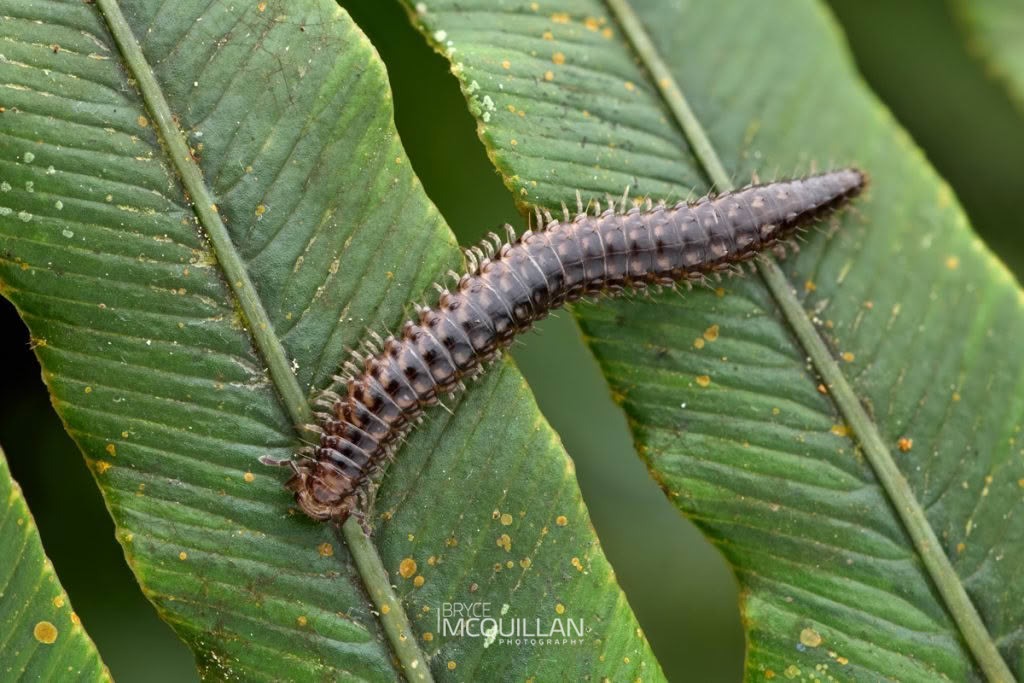 Schedotrigona spp, Metopidiotrichidae, photographed in New Zealand by Bryce McQuillan