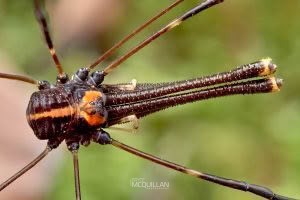 Puwere pureora, Neopilionidae, photographed in New Zealand by Bryce McQuillan