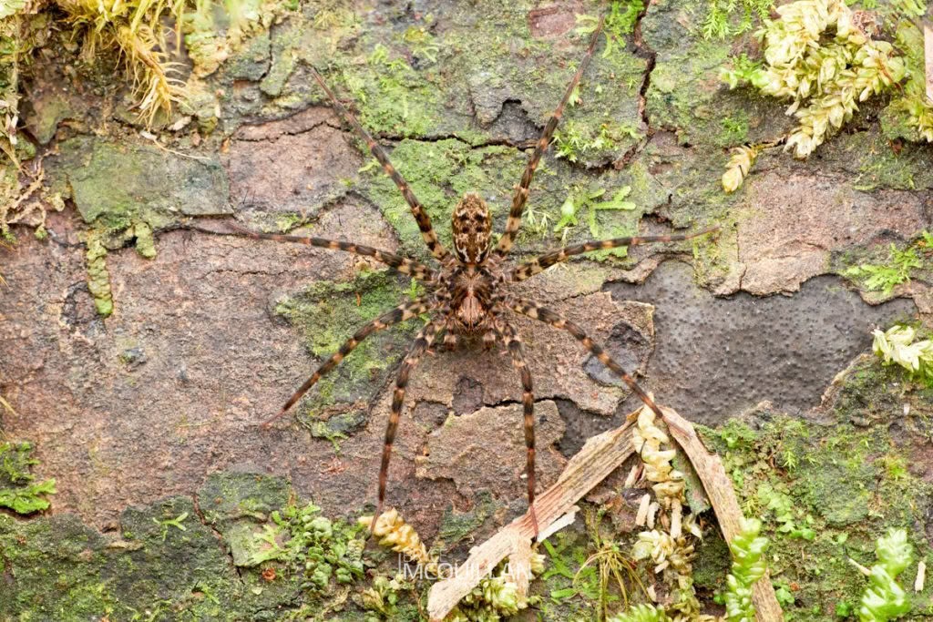 Cycloctenus sp, Cycloctenidae, photographed in New Zealand by Bryce McQuillan