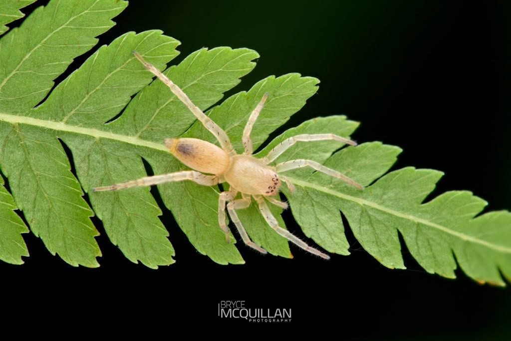 Clubiona spp, Clubionidae, photographed in New Zealand by Bryce McQuillan