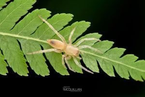 Clubiona spp, Clubionidae, photographed in New Zealand by Bryce McQuillan