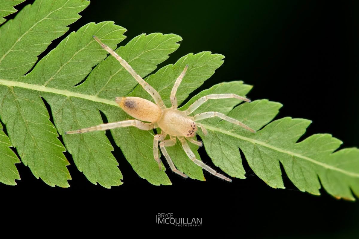 Clubiona spp, Clubionidae, photographed in New Zealand by Bryce McQuillan