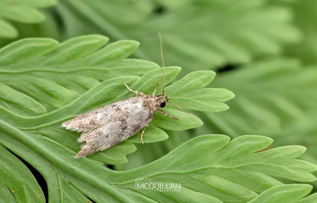 Tingena clarkei, Oecophoridae, photographed in New Zealand by Bryce McQuillan