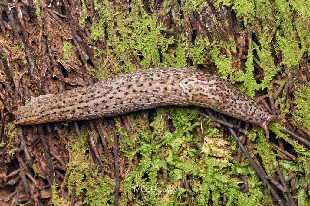 Leopard Slug (Limax maximus), Limacidae, photographed in New Zealand by Bryce McQuillan