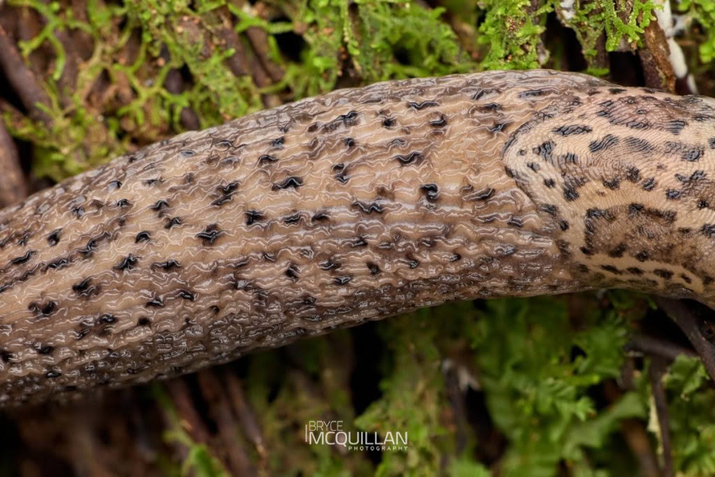 Leopard Slug (Limax maximus), Limacidae, photographed in New Zealand by Bryce McQuillan