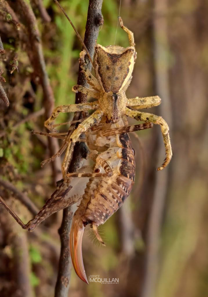 Square-ended Crab Spider (Sidymella angularis), Thomisidae, photographed in New Zealand by Bryce McQuillan