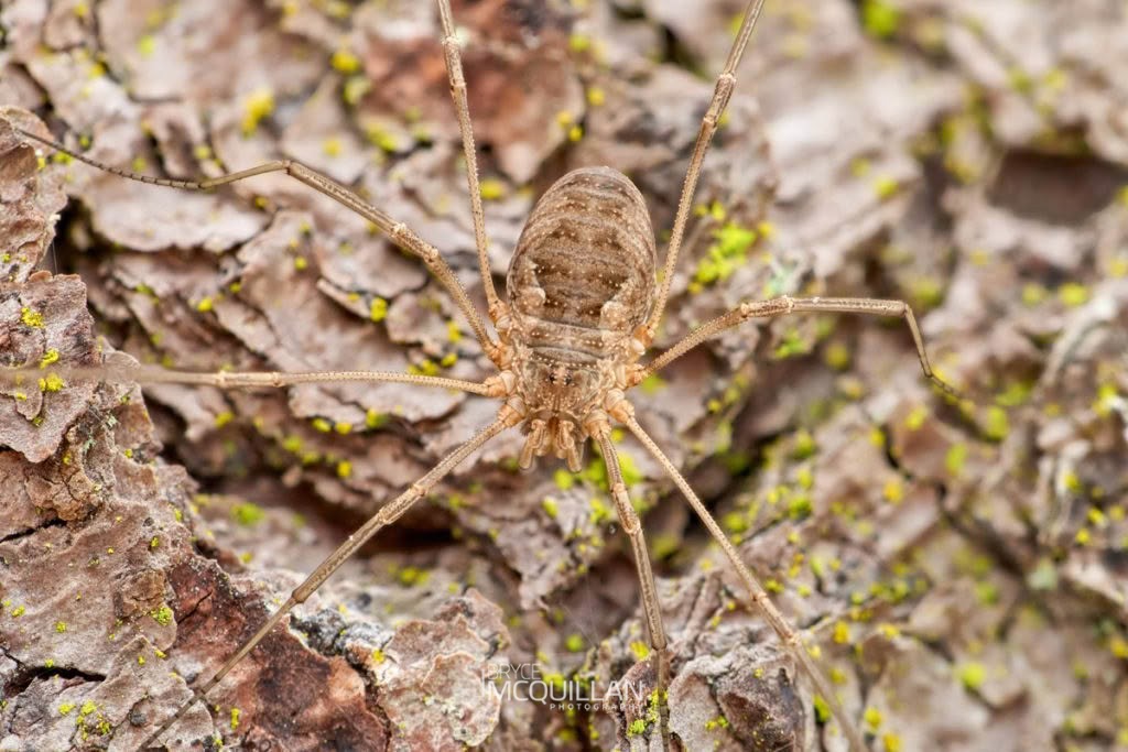 European Harvestman (Phalangium opilio), Neopilionidae, photographed in New Zealand by Bryce McQuillan