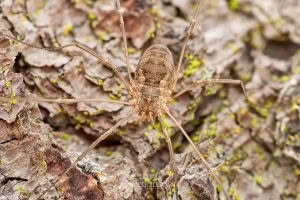 Phalangium opilio, Neopilionidae, photographed in New Zealand by Bryce McQuillan