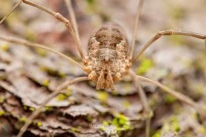 Phalangium opilio, Neopilionidae, photographed in New Zealand by Bryce McQuillan