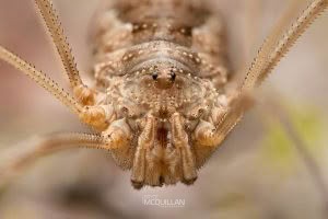 Phalangium opilio, Neopilionidae, photographed in New Zealand by Bryce McQuillan