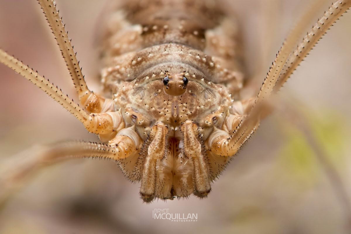 Phalangium opilio, Neopilionidae, photographed in New Zealand by Bryce McQuillan