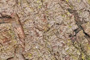 Phalangium opilio, Neopilionidae, photographed in New Zealand by Bryce McQuillan
