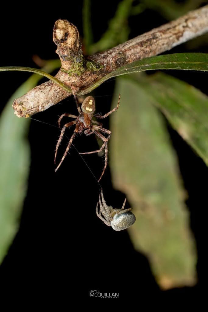 Zealaranea trinotata, Araenidae, photographed in New Zealand by Bryce McQuillan