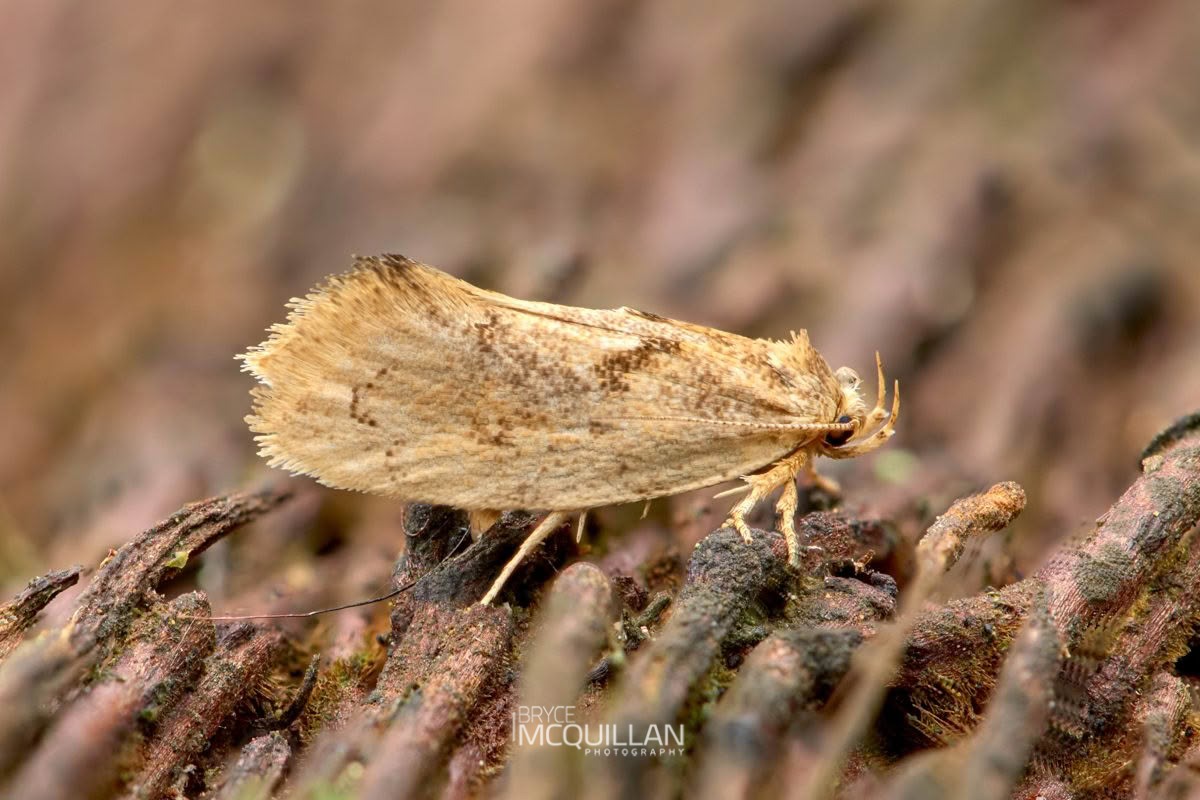 Tingena sp, Oecophoridae, photographed in New Zealand by Bryce McQuillan