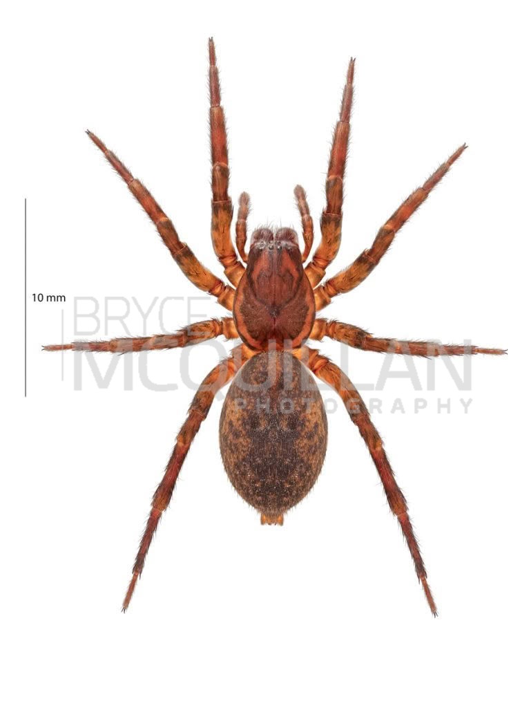 Vagrant Spiders (Uliodon sp), Zoropsidae, photographed in New Zealand by Bryce McQuillan